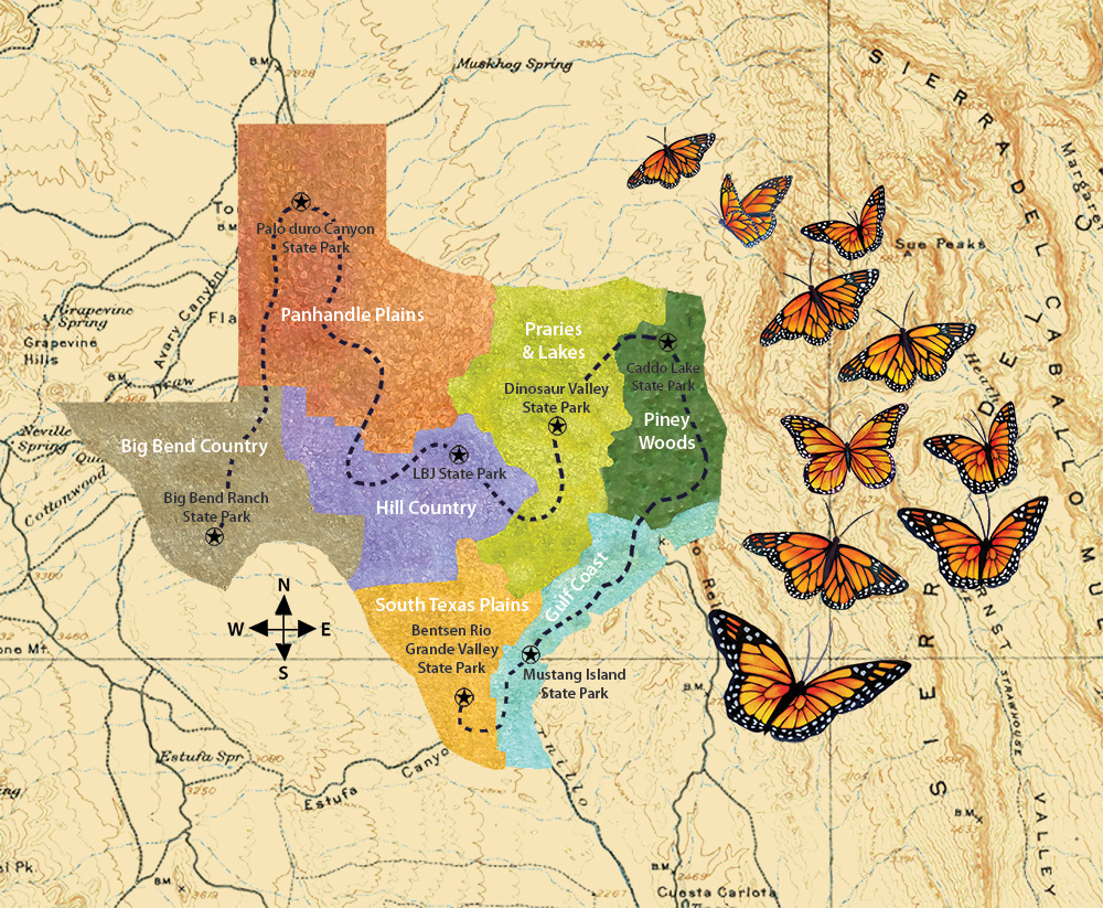 Monarch Migration by Kathryn Vermillion