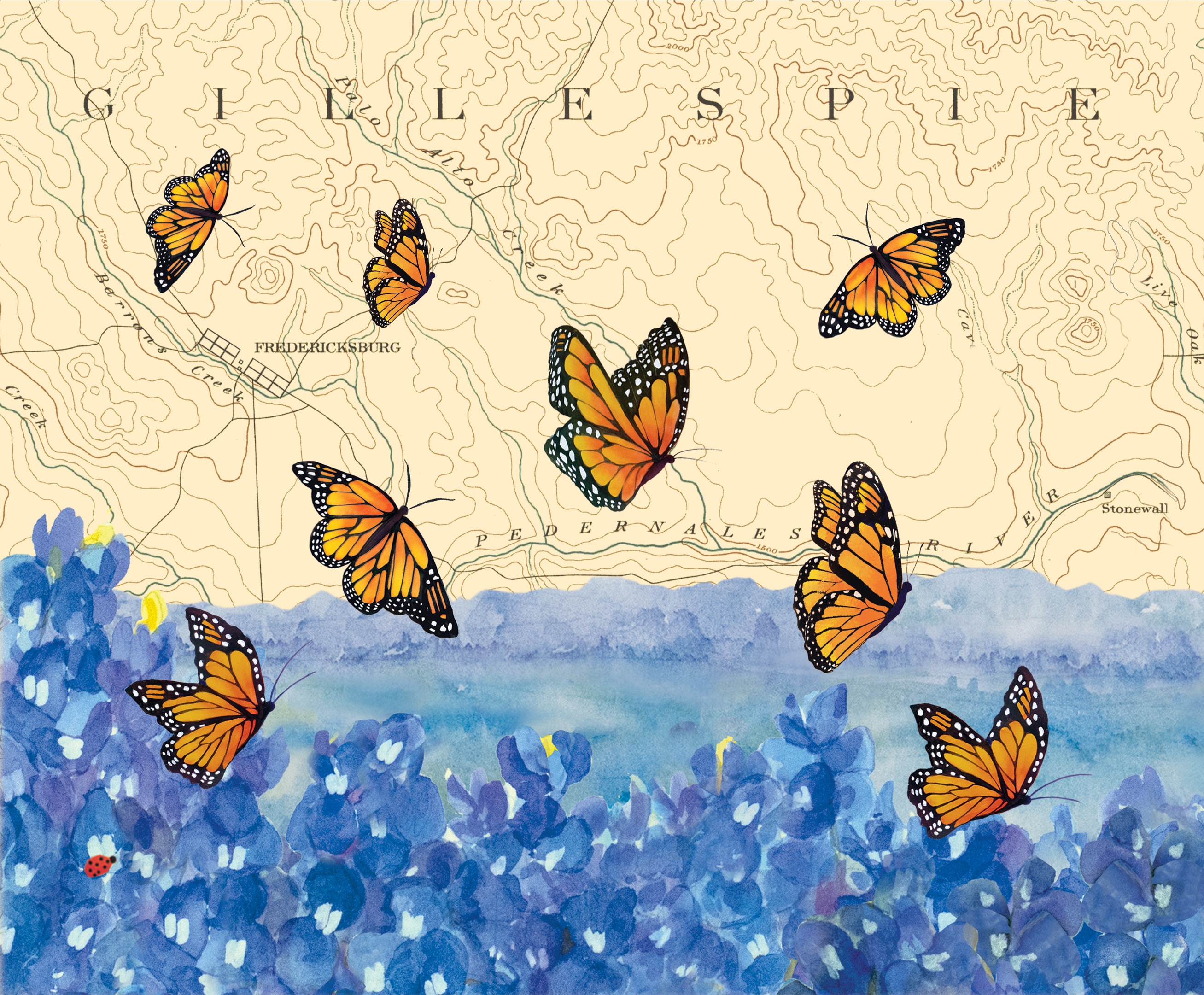 Where are the Monarchs?