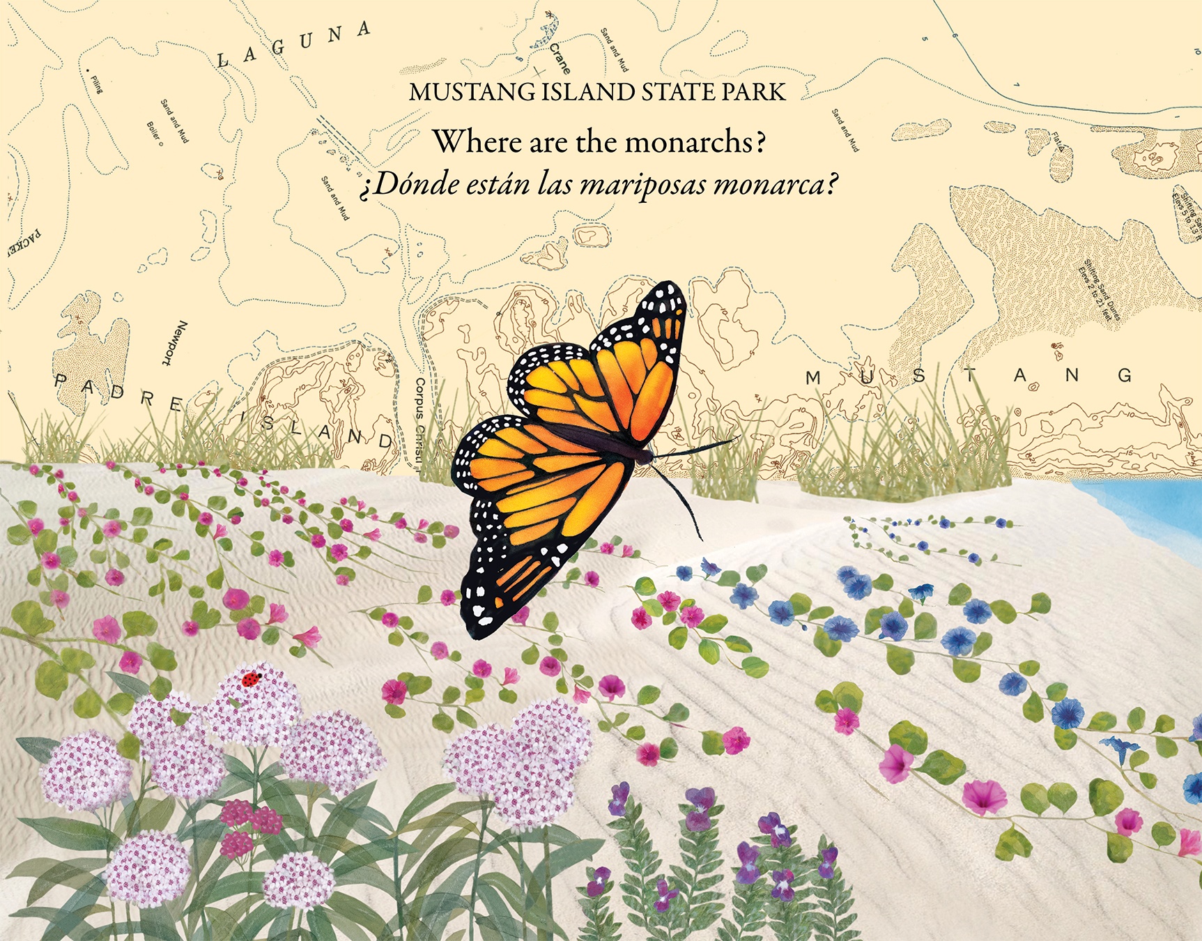 Monarch in Mustang Valley State Park